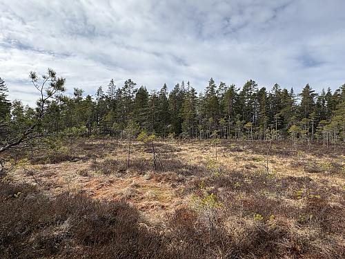 Toppen av Svinhagbergen ligger like vest for denne store myra
