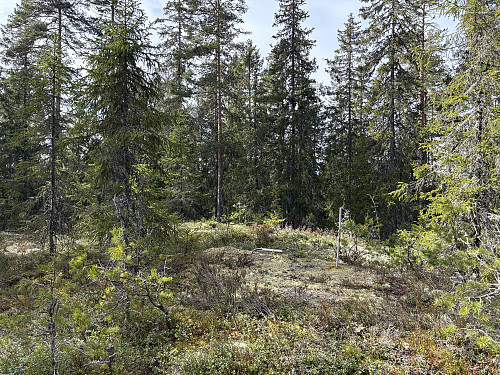 Svinhagbergen i Sverige
