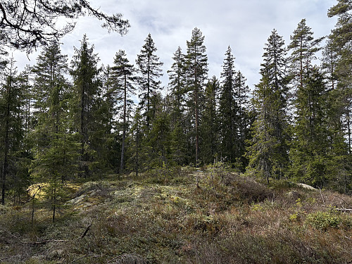 Svinhagbergen i Sverige