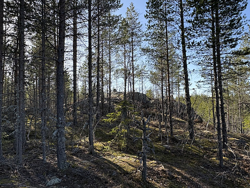 Høgeli i Notodden