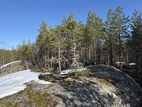 Høgeli SV