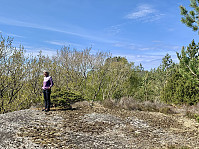 Toppen i skogen.