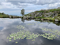 Flott tjørn med vannliljer nord for toppen.