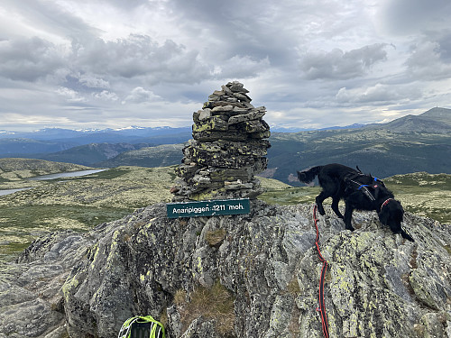 "Vardegodbiter" legges som vanlig ut til Kimi. Ikke rart han er en ivrig toppturhund. 