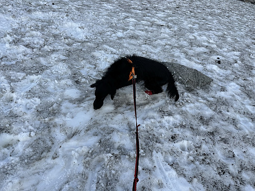 Kimi fikk kjølt seg ned på et snøfelt.
