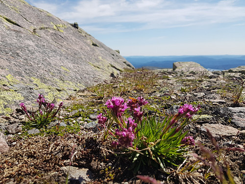 Flotte blomster