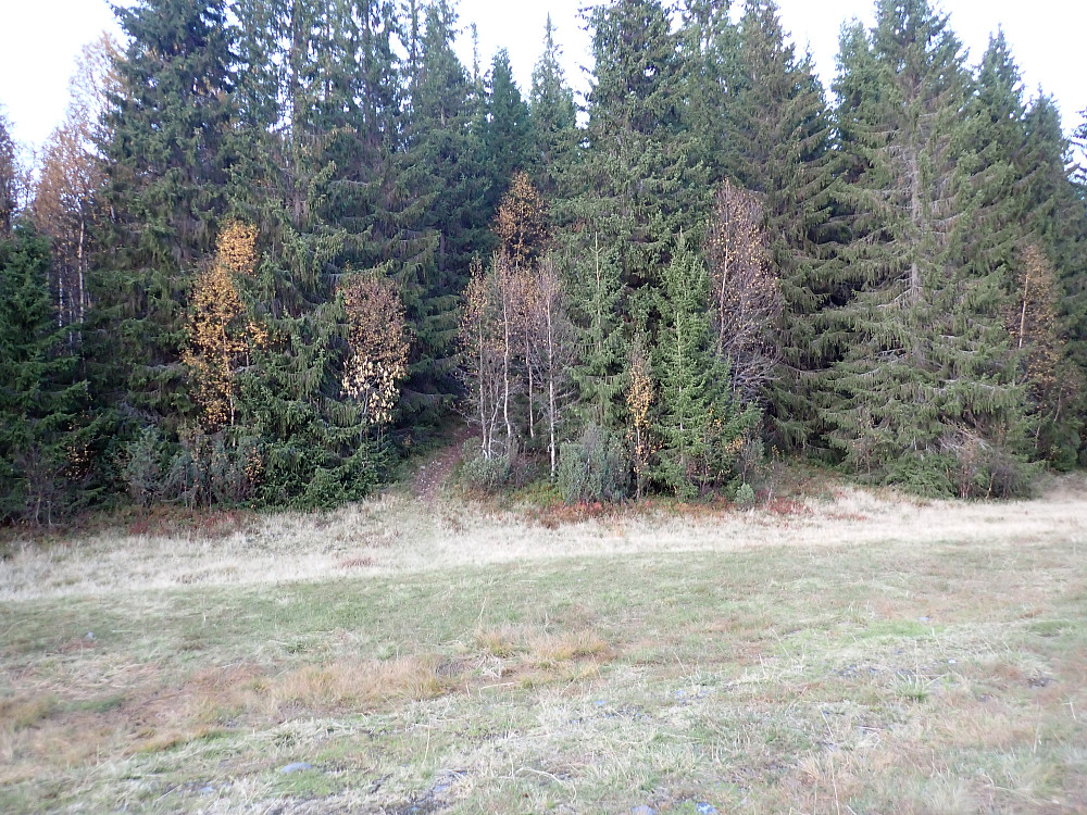 Stistart i skogbrynet her