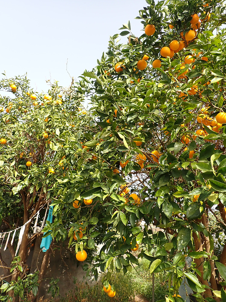 Nydelige appelsiner