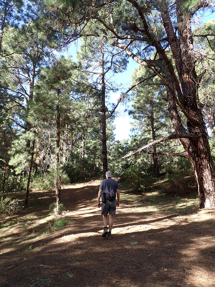 Skogstur