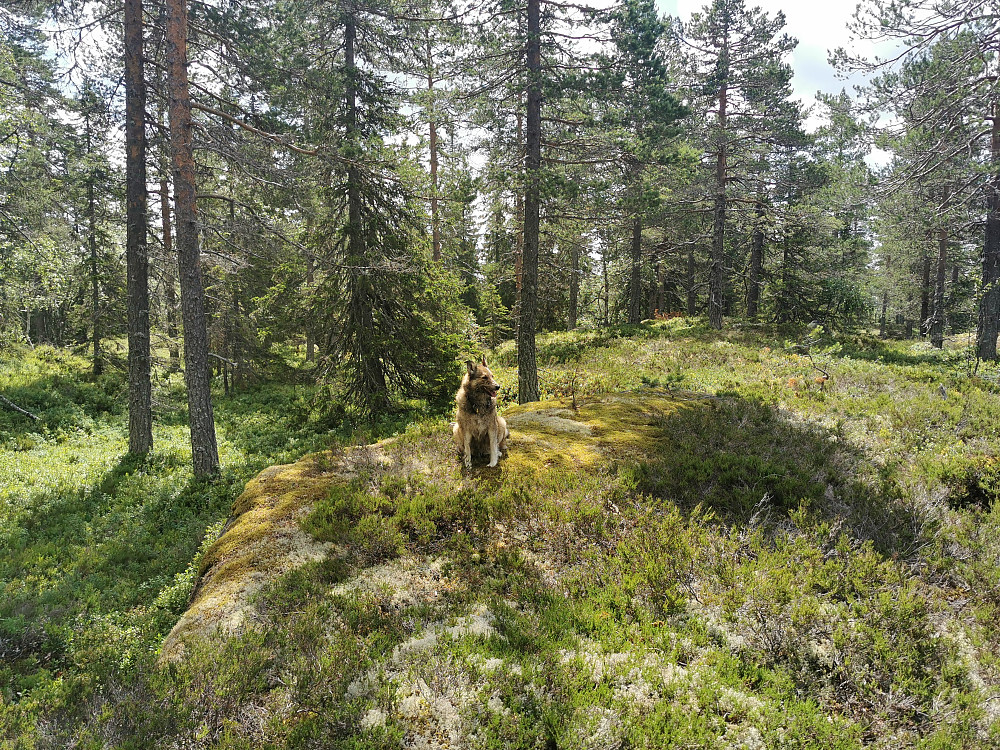 Damtjønnhøgda