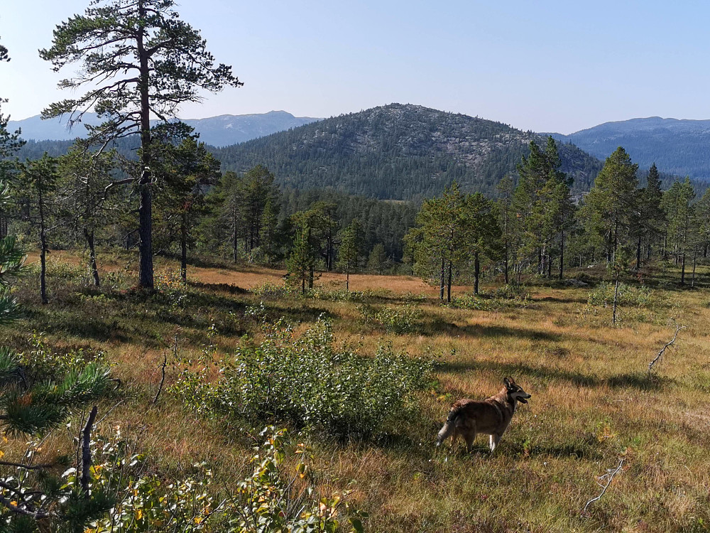 Trytetjønnfjell