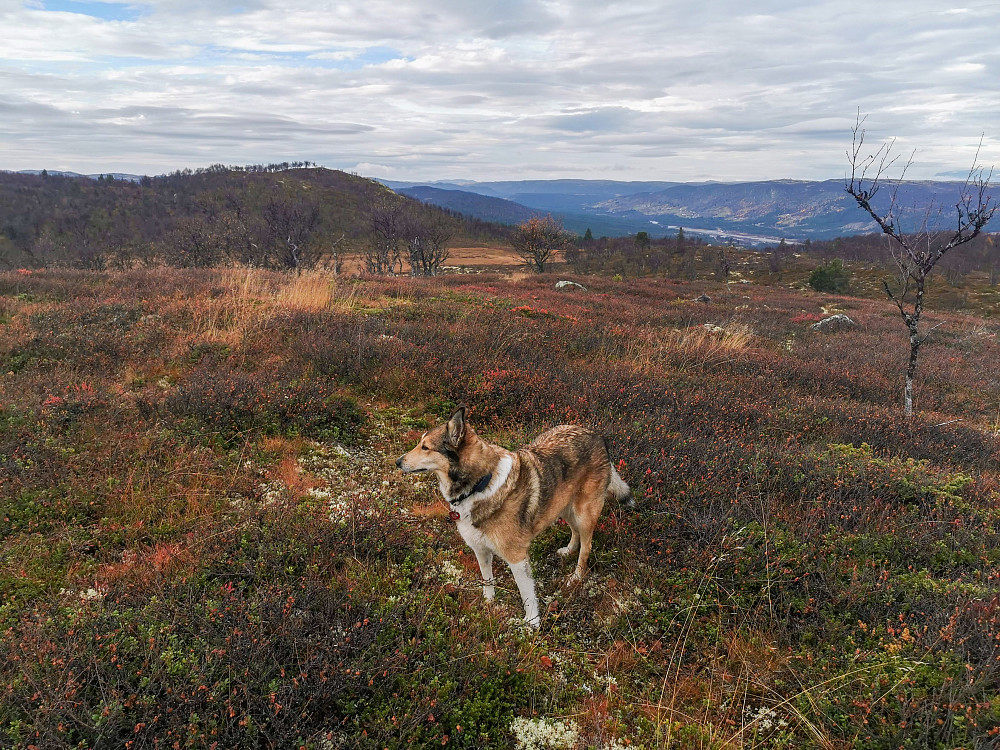 Bergsjøåsen Øst