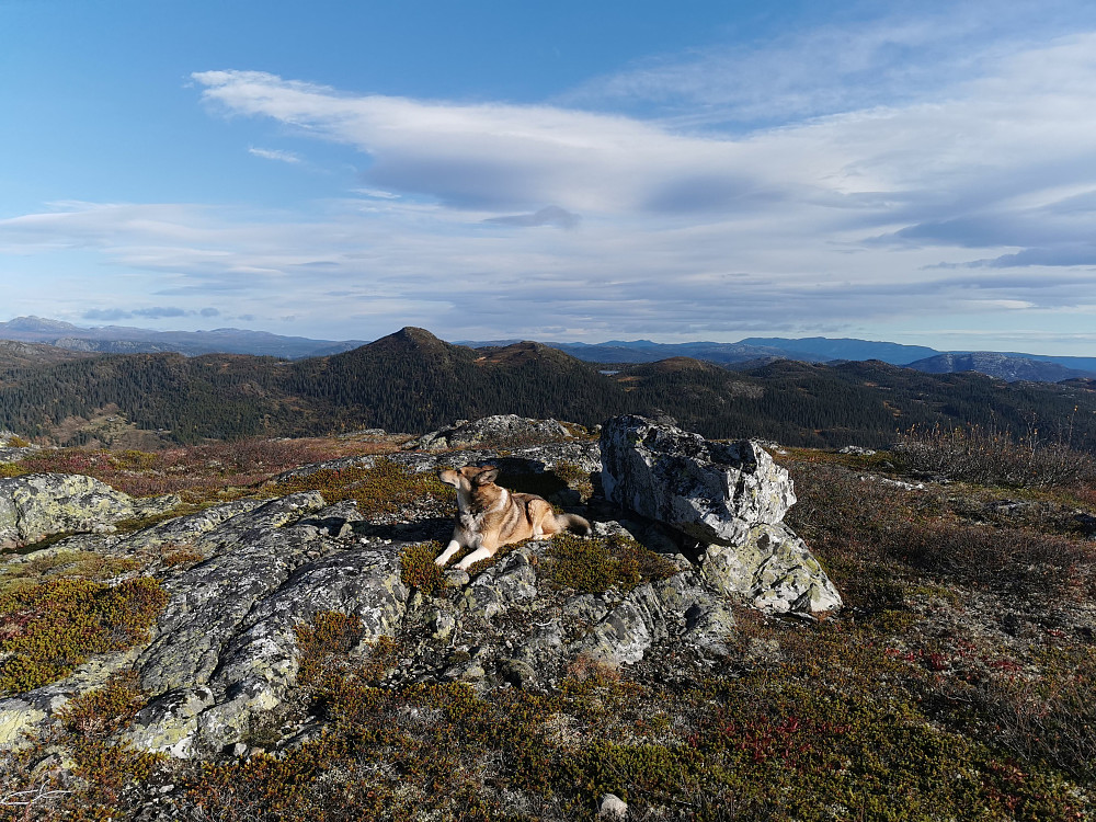 Ruvlenuten