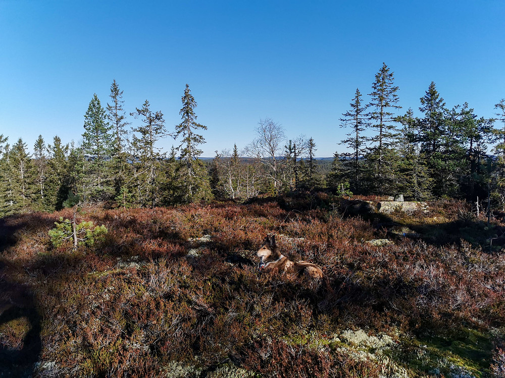 Gælnekollane
