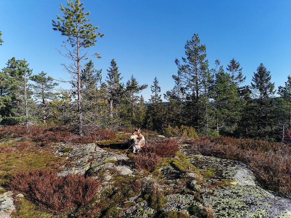 Østre Gælnekollen