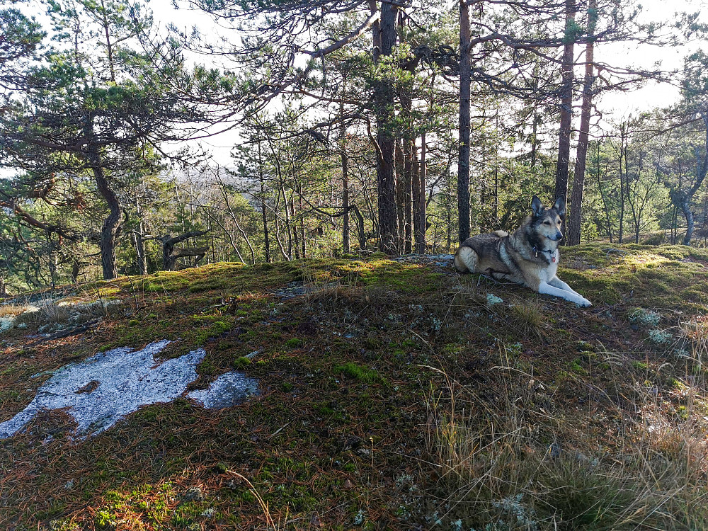 Nordkollen trig.punkt