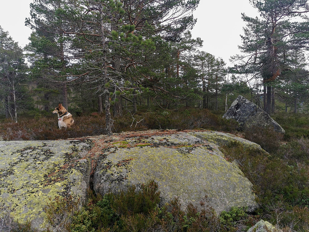 Sørøst for Preste-Slettåsen