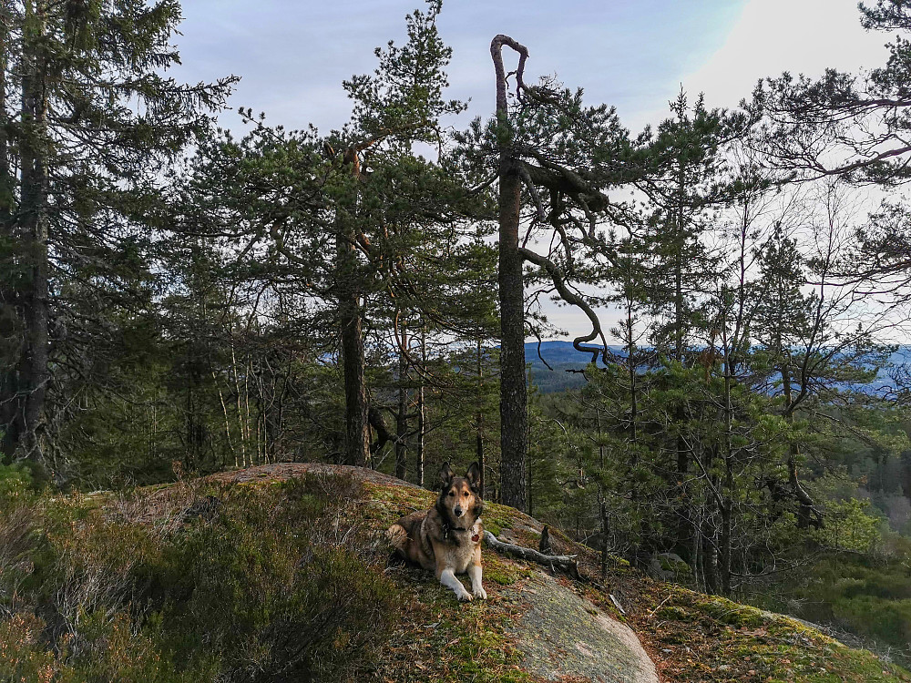 Laksetjernåsen