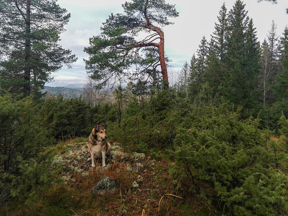 Høyslasset