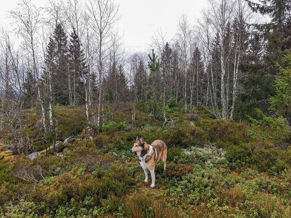 Bondenvannsåsen