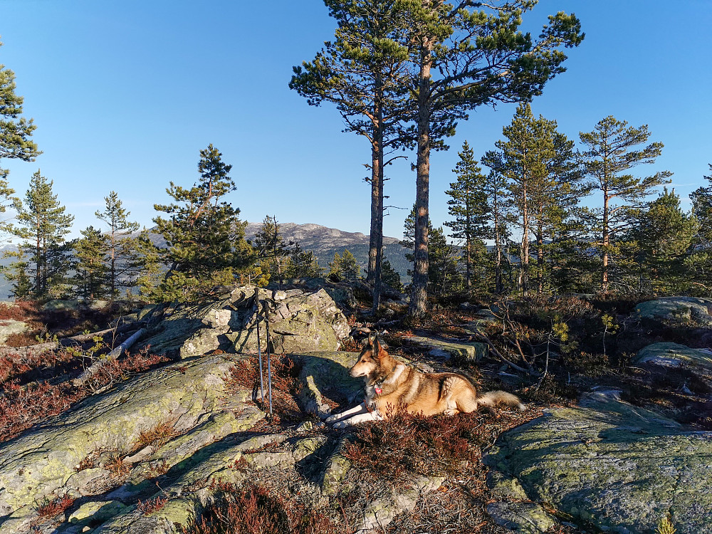 Skitnebufjellet