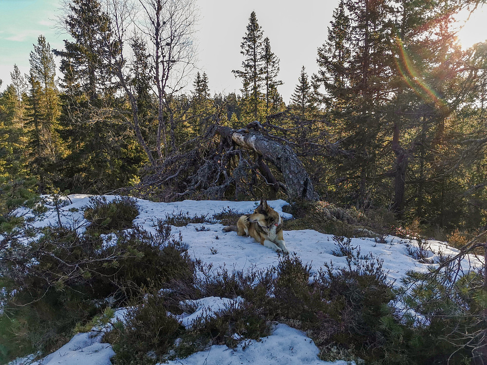 Lokkeråsen Nord