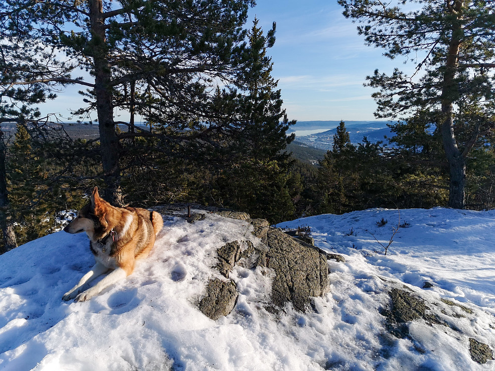 Lokkeråsen