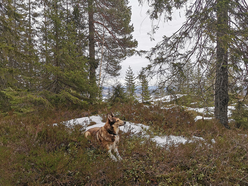Nordøst for Svarttjerna
