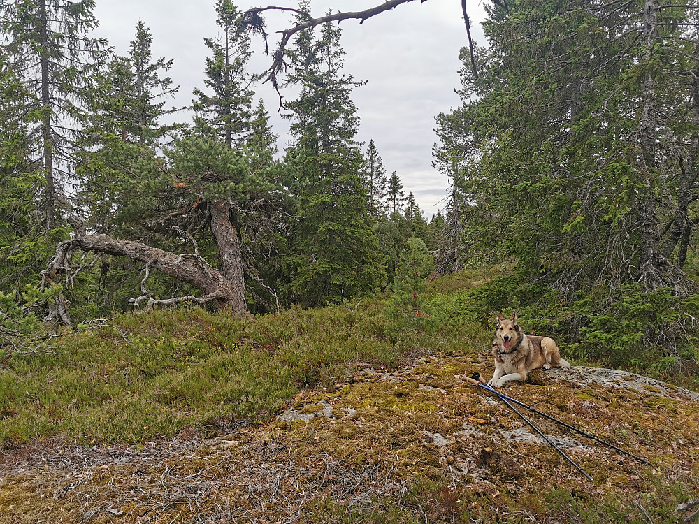 Kirkefjell
