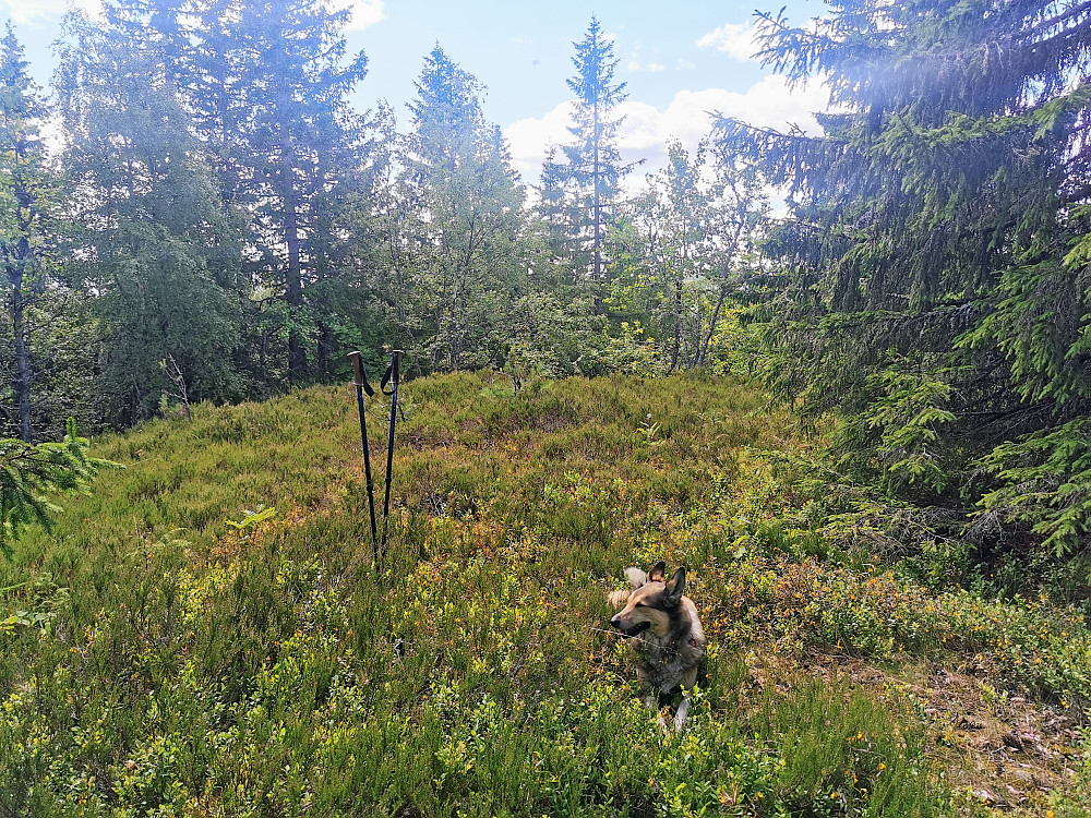 Bamleåsen