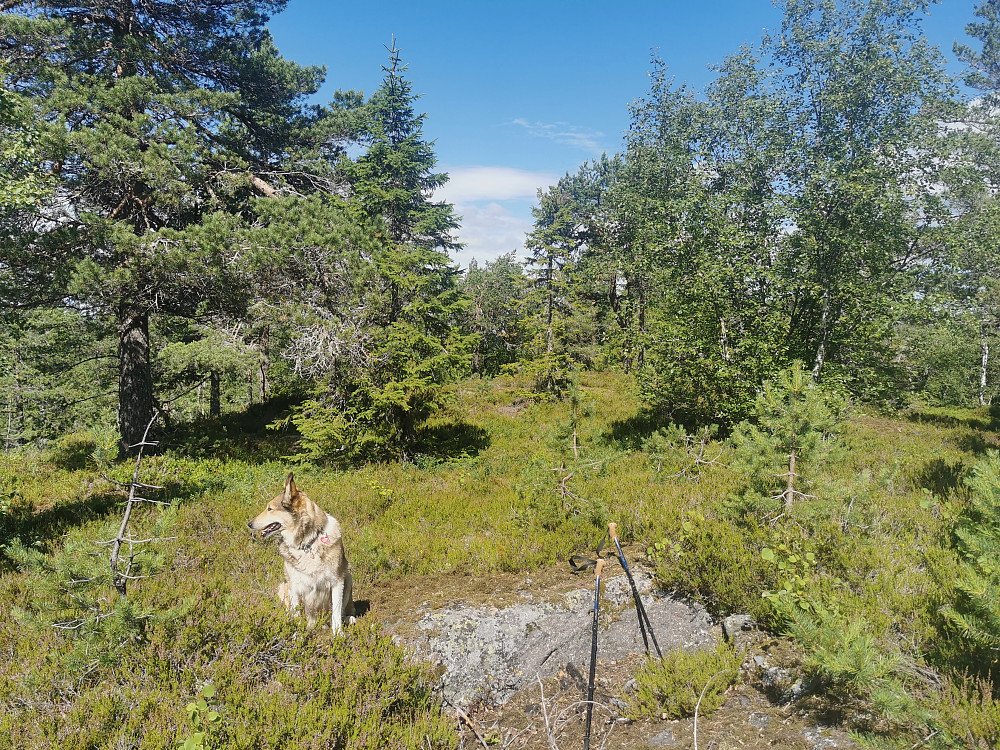 Nordre Storseteråsen