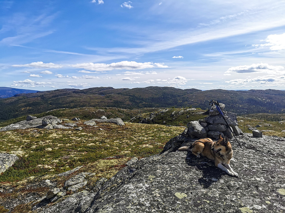 Søtelinatten