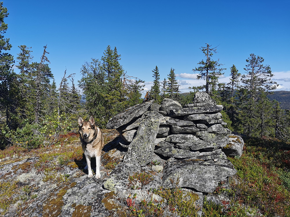 Nysethøgde
