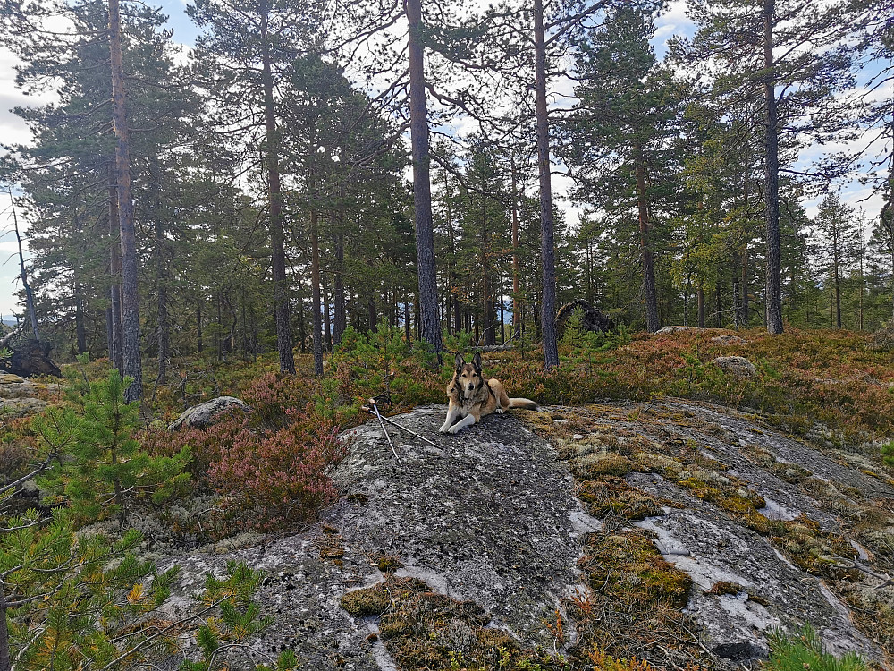 Tretjennhøgda