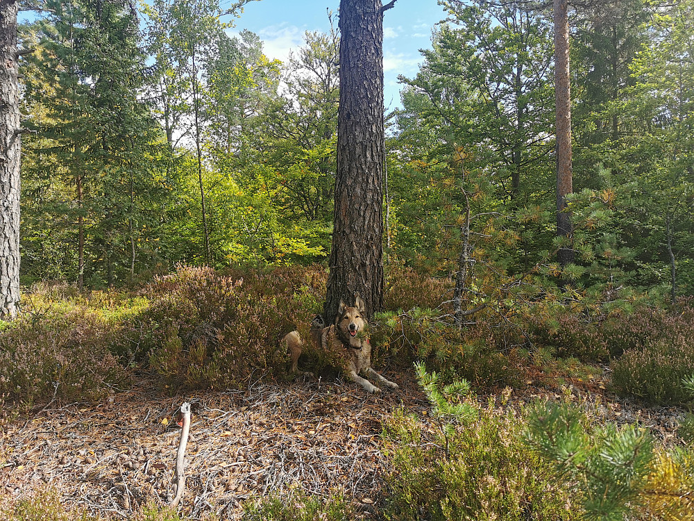 Fonshøgås