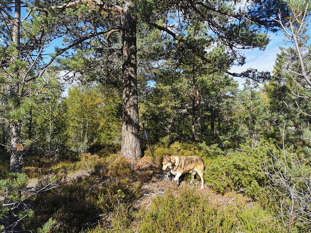 Geiteryggen Nord