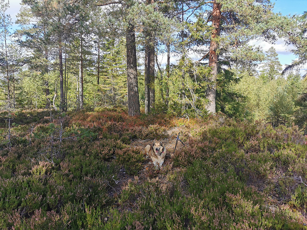 Østreåsen