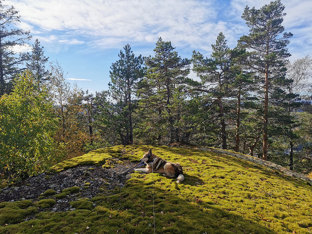 Skilskjølen