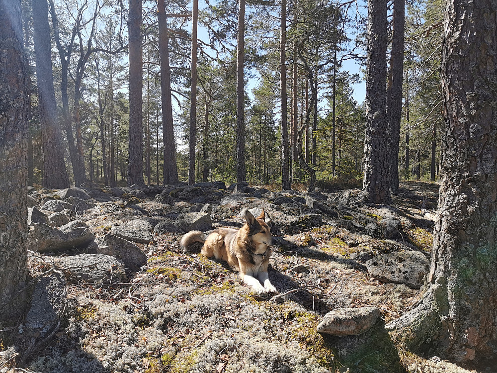 Skjenås