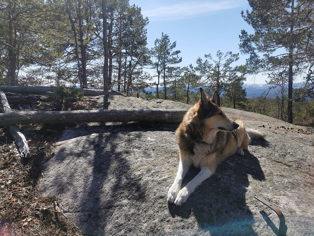 Griseryggen