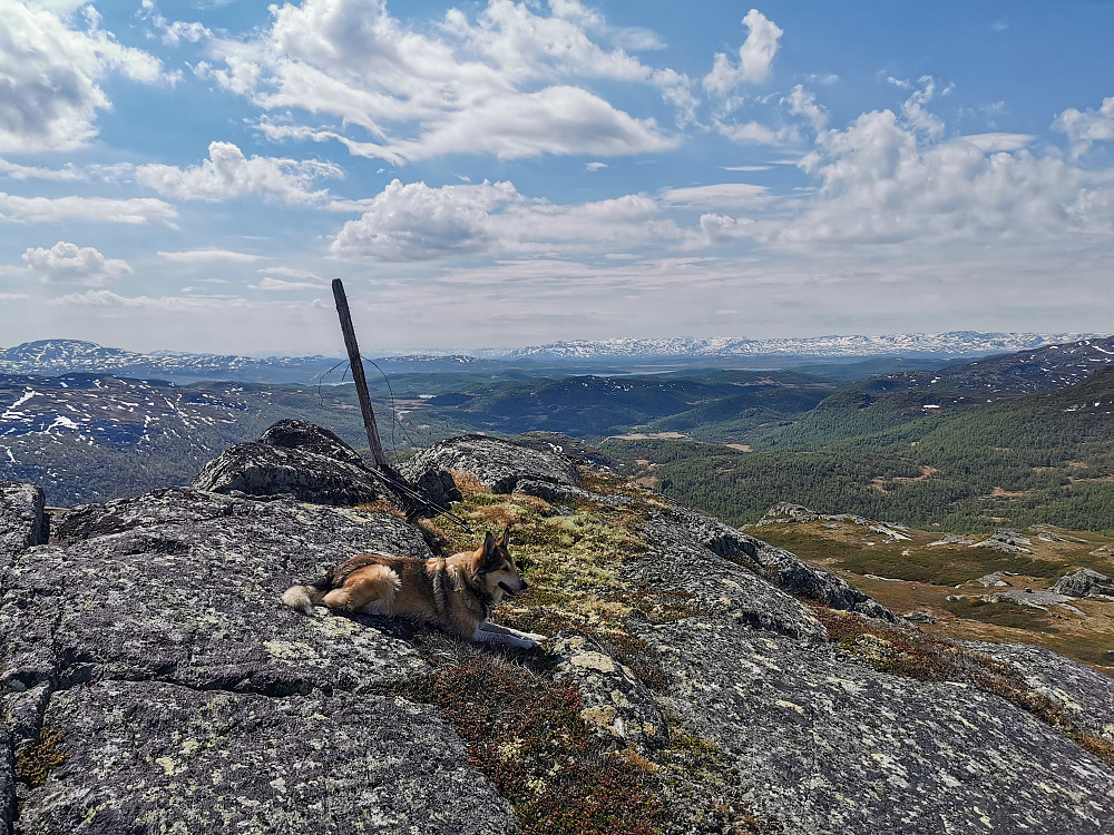 Turifitnuten