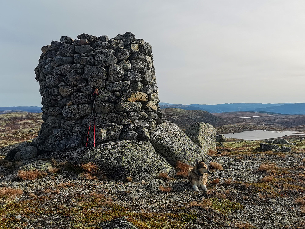 Fjellbunuten