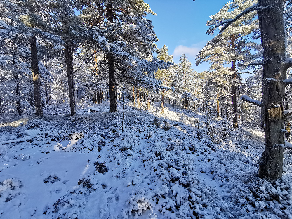 På vei til Storås