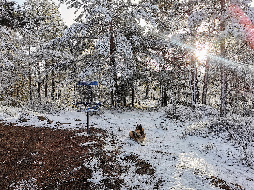 Musteinåsen med Freesbee kurv