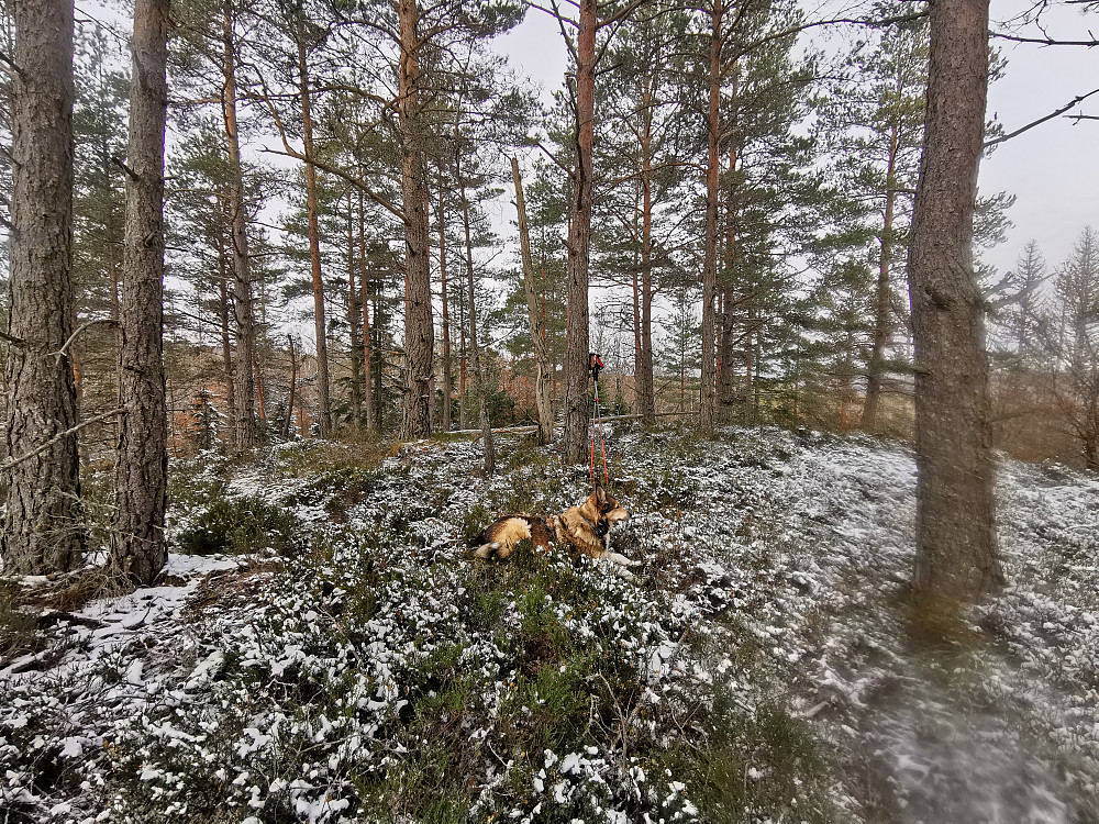 Skørsåsen Nord