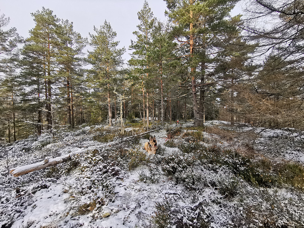 Skørsåsen Vest
