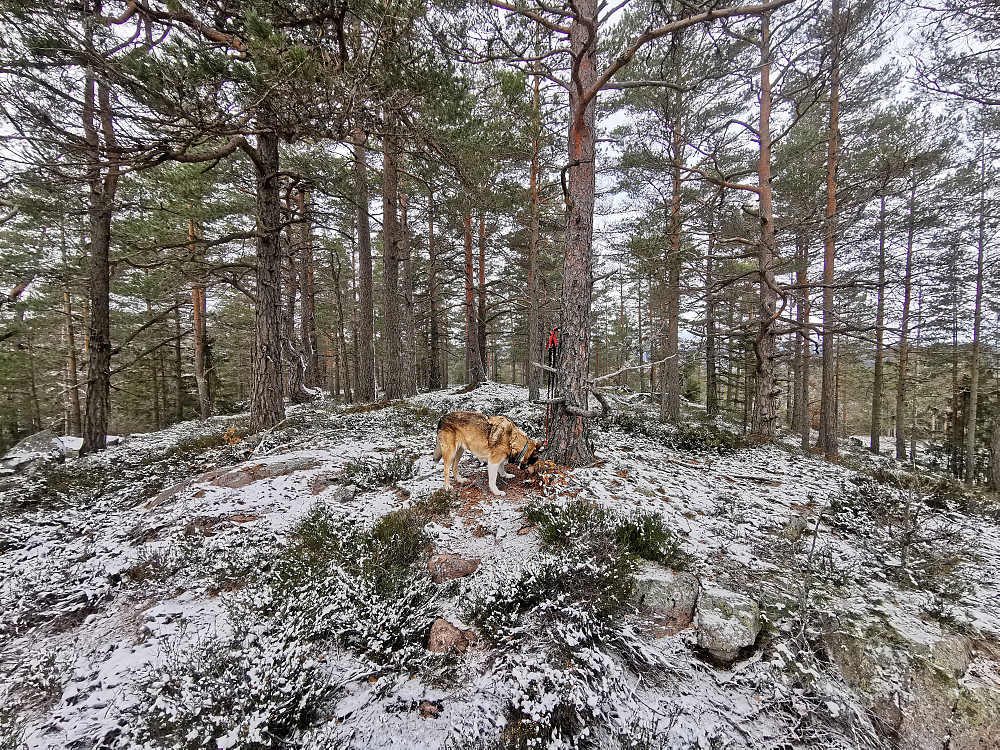 Den brente åsen