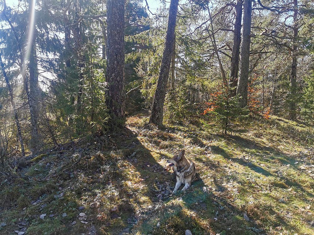 Bergeåsen