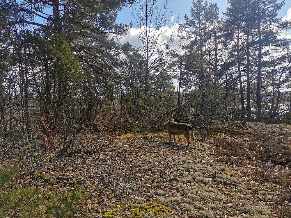 Brennåsen