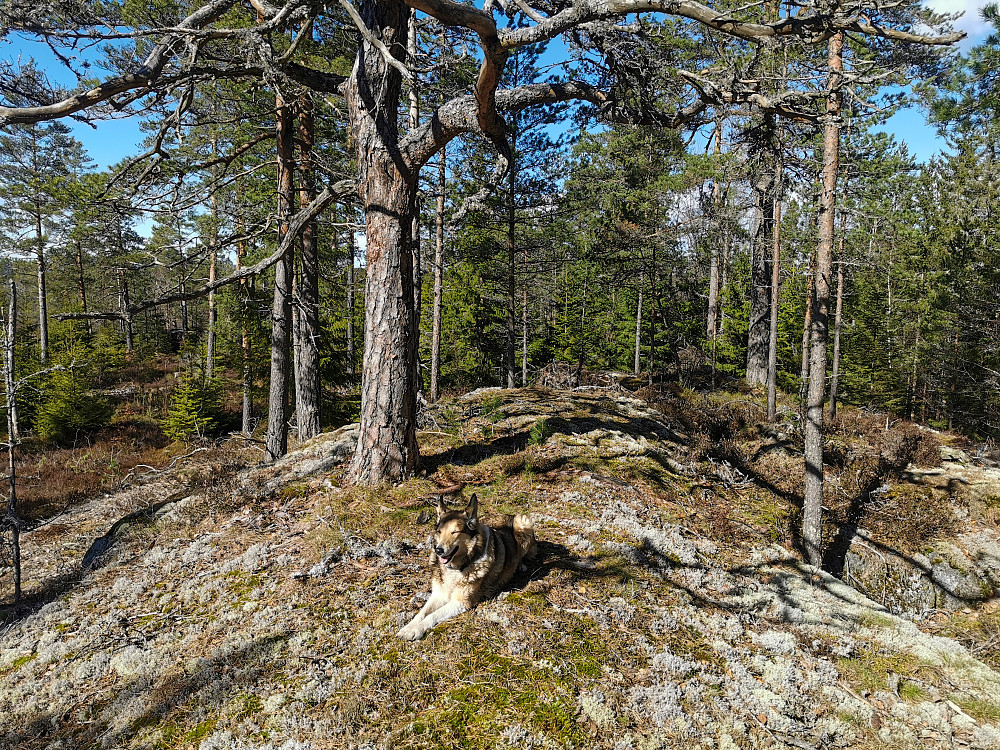 Bjørnåsen